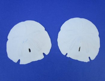 5-1/2 to 5-3/4 inches arrowhead sand dollars wholesale - Flat of 60 @ 1.65 each   <font color=red> (LOCAL PICKUP ONLY -- CANNOT BE SHIPPED)</font>