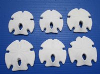 3 to 3-3/4 inches Wholesale Mexican Keyhole Sand Dollars - 10 pcs @ $1.20 each; 50 pcs @ $1.05 each