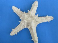 Wholesale Red Knobby Starfish painted white 6 inches to 8 inches - 60 pcs @ $1.50 each