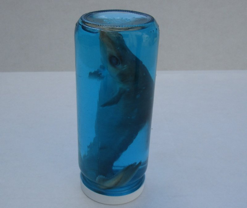 Wholesale Wet Specimen Shark in 61/2 inch tall glass bottle.