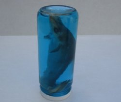 Wholesale Wet Specimen Shark in 6-1/2 inch tall glass bottle - 12 pcs @ $9.50 each <font color=red>(No Bases or labels available)</font>