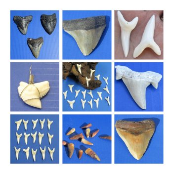 Shark Teeth Wholesale  - Megalodon Teeth