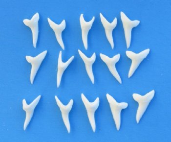 Shark Teeth Wholesale,  Megalodon Teeth