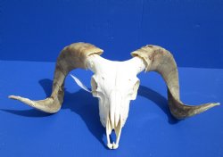 Wholesale African Merino Sheep Skull and horns - $150 each