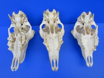 Domesticated Sheep Skull without horns 8 to 9 inch skull  - $29 each; 5 @ $26 each