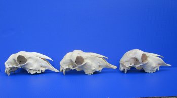 Domesticated Sheep Skull without horns 8 to 9 inch skull  - $29 each; 5 @ $26 each