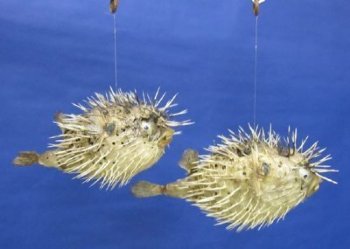 Porcupine fish or Porcupine blowfish with sharp spines 10 to 12 inches -  Box of 7 pcs @ $9.00 each 