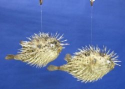 Porcupine fish or Porcupine blowfish with sharp spines 10 to 12 inches -  Box of 7 pcs @ $9.00 each 