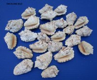 Wholesale Silver Conch Shells 2-1/2 to 3 inches - Case of 20 kilos @ $2.25/Kilo