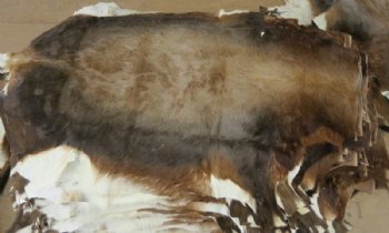Grade B African Blesbok Skins -  (1 pc, 5 pc)