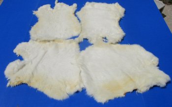 Off-White Rabbit Fur Pelts - Bulk Wholesale - 2 pcs @ $5.00 each; 12 pcs @ $4.00 each