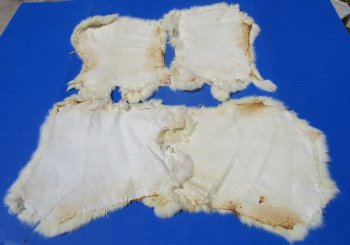 Off-White Rabbit Fur Pelts - Bulk Wholesale - 2 pcs @ $5.00 each; 12 pcs @ $4.00 each