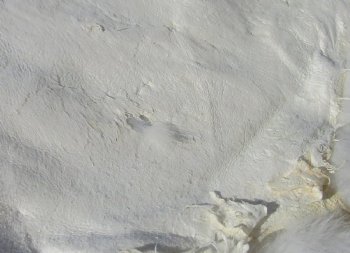 Premium White Rabbit Fur Pelts - Bulk Wholesale - 2 pcs @ $5.00 each; 12 pcs @ $4.00 each