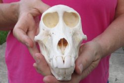 Wholesale Sub-Adult African Chacma Baboon skull -  $135 each. 3 pcs or more @ $120.00 each 
