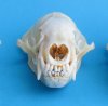 Wholesale badger skulls from North America 4 to 4-3/4 inches - $48.00 each (skulls glued shut, not whitened) (We will select skulls that look similar to those pictured)  