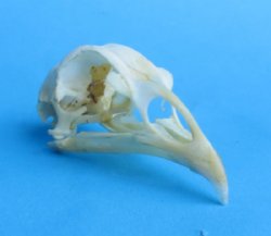 Wholesale chicken skulls for sale 2-3/4" - 3-1/4" - $17.00 each; 6 or more @ $15.00 each