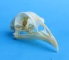 Wholesale chicken skulls for sale 2-3/4" - 3-1/4" (mouth glued shut) $16.00 each; 6 or more @ $14.25 each (you will receive skulls that look similar to those pictured) 