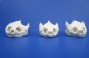 Wholesale Common Snapping Turtle Skulls 4 to 4-7/8 inches - $45.00 each; 3 or More @ $42.00 each