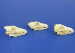 Wholesale Grade 2 damaged coyote skulls 6-1/2" - 8" -  2 pcs @ $17.00 each