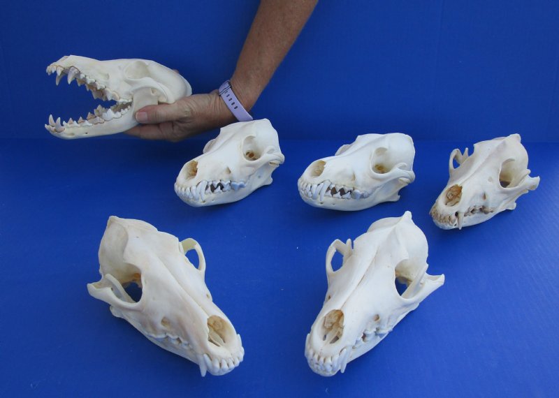 Wholesale A Grade Coyote Skulls For Sale 7 1 2 To 7 3 4