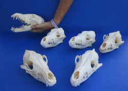 A-Grade Coyote Skull for Sale Wholesale 7-1/2" to 7-3/4"  for $35.00 each 