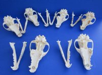 Wholesale A-Grade Coyote Skulls for sale 7-1/2" to 7-3/4" - You will receive the 5 coyote skulls pictured for $32.00 each 