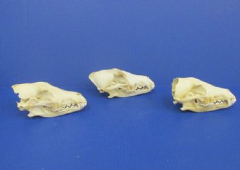 Discounted Coyote Skulls