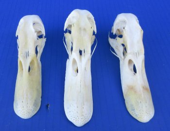 Real Duck Skull Specimen - Ethically Sourced Taxidermy Curiosity - $25 each; 6 pcs @ $22 each