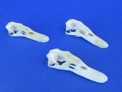 Real Duck Skull Specimen - Ethically Sourced Taxidermy Curiosity - $25 each; 6 pcs @ $22 each