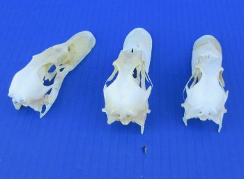 Real Duck Skull Specimen - Ethically Sourced Taxidermy Curiosity - $25 each; 6 pcs @ $22 each