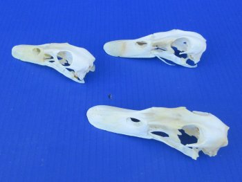 Real Duck Skull Specimen - Ethically Sourced Taxidermy Curiosity - $25 each; 6 pcs @ $22 each