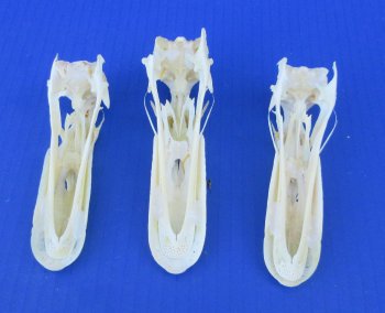 Real Duck Skull Specimen - Ethically Sourced Taxidermy Curiosity - $25 each; 6 pcs @ $22 each