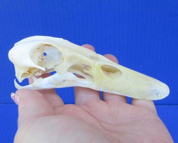 Real Duck Skull Specimen - Ethically Sourced Taxidermy Curiosity - $25 each; 6 pcs @ $22 each