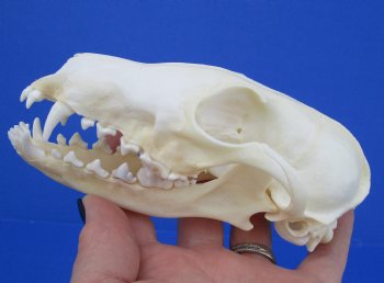 Farmed Fox Skulls for sale (Good Quality) 5 to 6 inches long - $32 each; 6 pcs @ $29.00 each