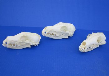 Farmed Fox Skulls for sale (Good Quality) 5 to 6 inches long - $32 each; 6 pcs @ $29.00 each