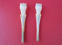 Wholesale Small Longnose gar skulls, under 12" long - $45.00 each 