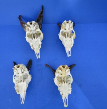 Wholesale Goat Skull, commercial grade from India - 3 inch to 7 inch horns - $65 each; Packed: 5 pcs @ $58.00 each 