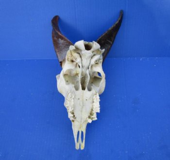 Wholesale Goat Skull, commercial grade from India - 3 inch to 7 inch horns - $65 each; Packed: 5 pcs @ $58.00 each 