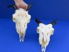 Wholesale Goat Skull, commercial grade from India - 3 inch to 7 inch horns - $65 each; Packed: 5 pcs @ $58.00 each (You will receive one similar to the photos)(Horns are glued on and sprayed with a clear coat)
