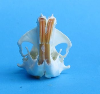 Wholesale gopher skulls for sale 1-1/2" - 2-1/4" (mouth glued shut) - Min: 2 pcs @ $16.00 each; 8 or more @ $14.00 each 