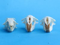 Wholesale gopher skulls for sale 1-1/2" - 2-1/4" (mouth glued shut) - Min: 2 pcs @ $16.00 each; 8 or more @ $14.00 each 