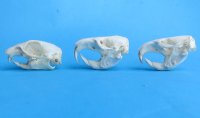 Wholesale gopher skulls for sale 1-1/2" - 2-1/4" (mouth glued shut) - Min: 2 pcs @ $16.00 each; 8 or more @ $14.00 each 