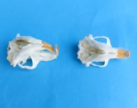 Wholesale gopher skulls for sale 1-1/2" - 2-1/4" (mouth glued shut) - Min: 2 pcs @ $16.00 each; 8 or more @ $14.00 each 