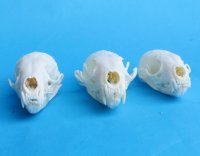 Wholesale American pine martin skulls for sale 2-3/4" - 3-1/2" (mouth glued shut) $24 each. 6 pcs @ $21 each