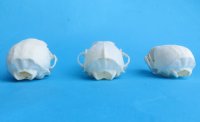 Wholesale American pine martin skulls for sale 2-3/4" - 3-1/2" (mouth glued shut) $24 each. 6 pcs @ $21 each