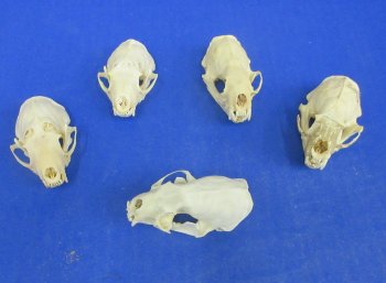 Wholesale Grade B mink skulls for sale from North America 2-1/2" - 3-1/8" (mouth glued shut) - $16.00 each