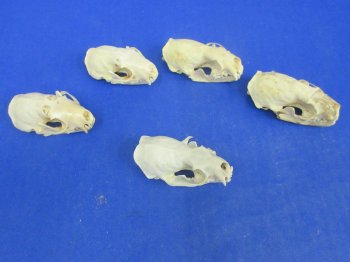 Wholesale Grade B mink skulls for sale from North America 2-1/2" - 3-1/8" (mouth glued shut) - $16.00 each