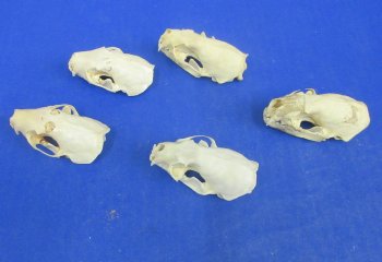 Wholesale Grade B mink skulls for sale from North America 2-1/2" - 3-1/8" (mouth glued shut) - $16.00 each