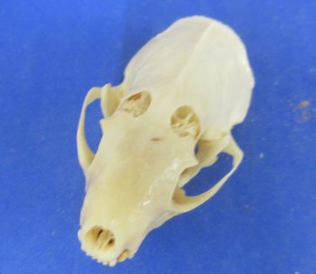 Wholesale Grade B mink skulls for sale from North America 2-1/2" - 3-1/8" (mouth glued shut) - $16.00 each