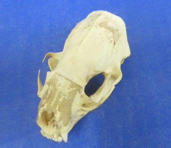 Wholesale Grade B mink skulls for sale from North America 2-1/2" - 3-1/8" (mouth glued shut) - $16.00 each